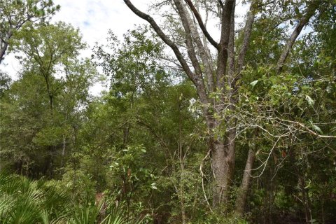 Terreno en venta en Old Town, Florida № 1359502 - foto 8