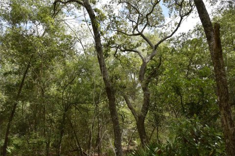 Terreno en venta en Old Town, Florida № 1359502 - foto 12