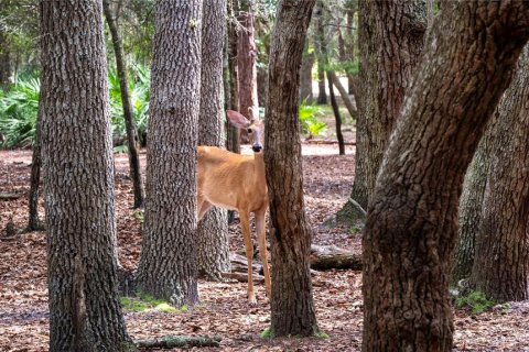 Купить виллу или дом в Кресент-Сити, Флорида 9 комнат, 483.09м2, № 1342160 - фото 23