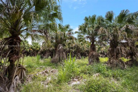 Купить земельный участок в Хомстед, Флорида № 618162 - фото 10