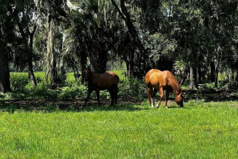 Land in Okeechobee, Florida № 738155 - photo 7