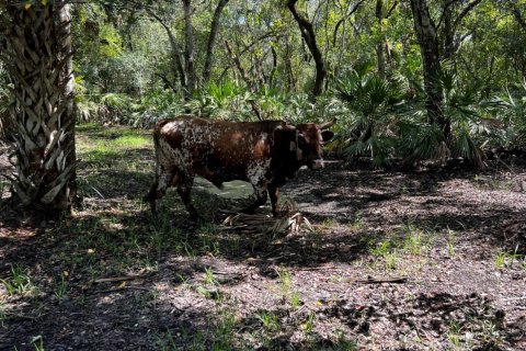 Land in Okeechobee, Florida № 738155 - photo 4