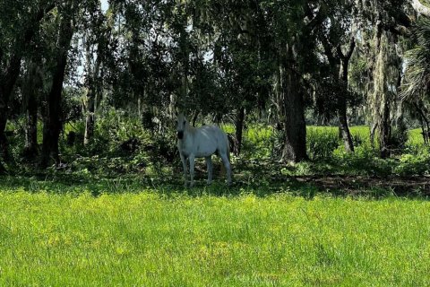 Land in Okeechobee, Florida № 738155 - photo 6