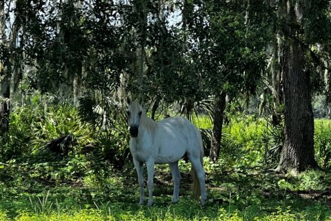 Land in Okeechobee, Florida № 738155 - photo 5