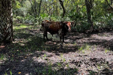 Land in Okeechobee, Florida № 738155 - photo 3