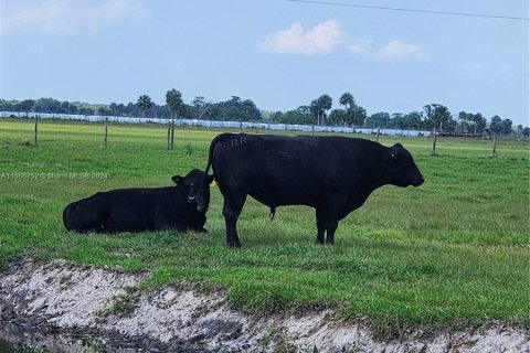 Land in Okeechobee, Florida № 1116013 - photo 24