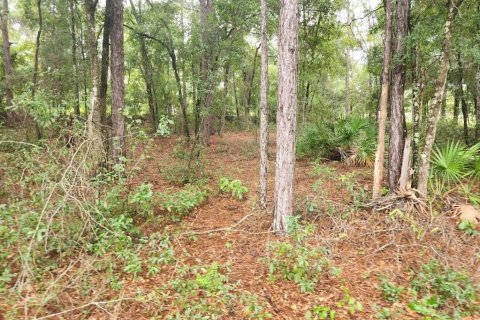 Terrain à vendre à Ocala, Floride № 1381318 - photo 7