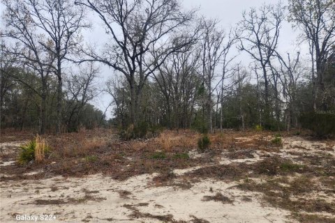 Land in Ocala, Florida № 1121568 - photo 2