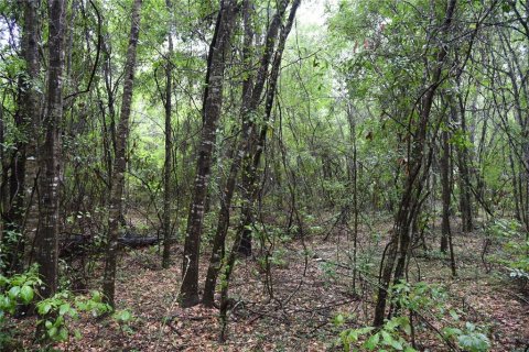 Terrain à vendre à Ocala, Floride № 1314382 - photo 2