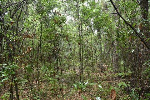 Terrain à vendre à Ocala, Floride № 1314382 - photo 5