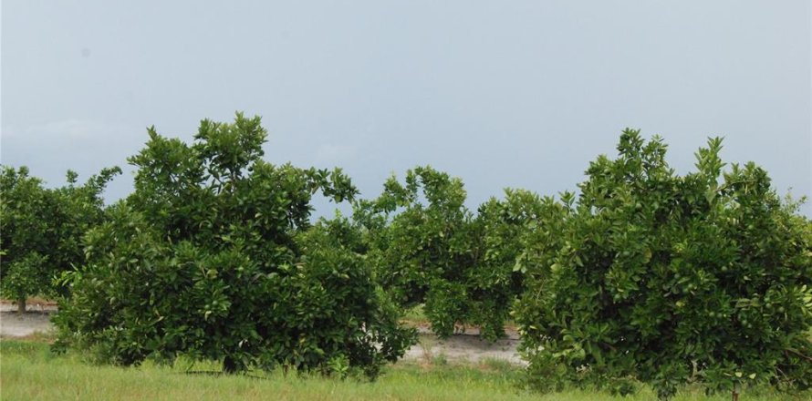 Terreno en Arcadia, Florida № 1350592