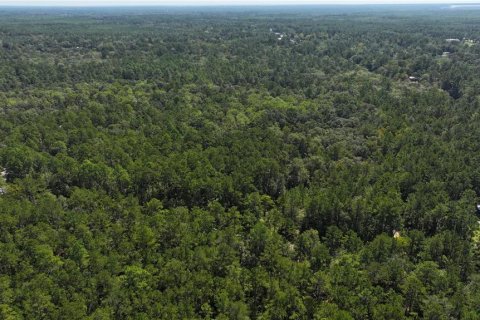 Land in Sopchoppy, Florida № 1373345 - photo 21