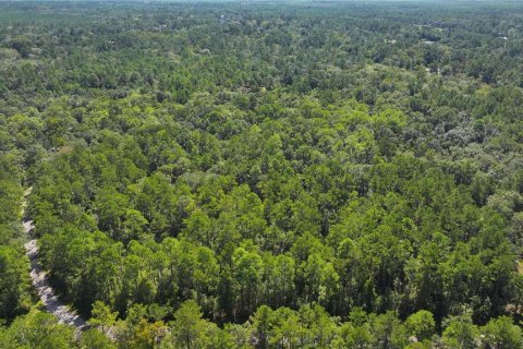 Land in Sopchoppy, Florida № 1373345 - photo 18