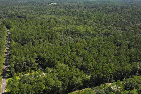 Land in Sopchoppy, Florida № 1373345 - photo 25