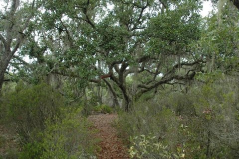 Terreno en venta en Bronson, Florida № 1309086 - foto 11