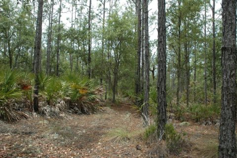 Land in Bronson, Florida № 1309086 - photo 10