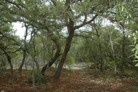 Terreno en venta en Bronson, Florida № 1309086 - foto 8