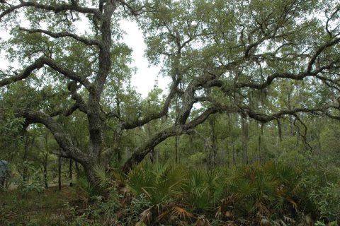 Land in Bronson, Florida № 1309086 - photo 4