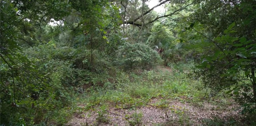 Terrain à Ocklawaha, Floride № 1354461