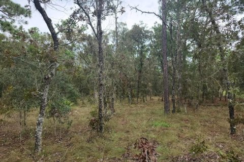 Terrain à vendre à Dunnellon, Floride № 1382757 - photo 4