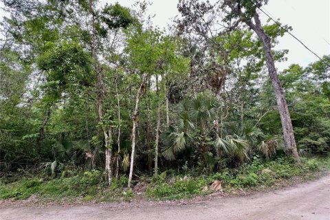 Купить земельный участок в Киссимми, Флорида № 1090720 - фото 2