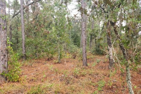 Terrain à vendre à Dunnellon, Floride № 1382747 - photo 9