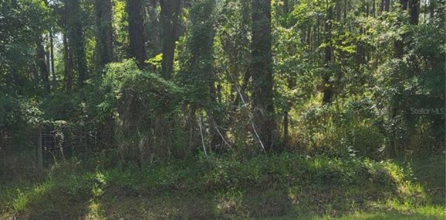 Terrain à Wesley Chapel, Floride № 1191136