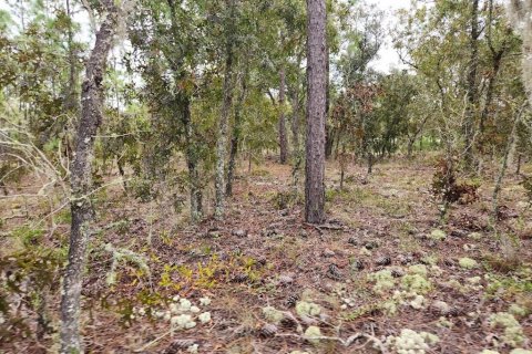 Terrain à vendre à Dunnellon, Floride № 1382755 - photo 5