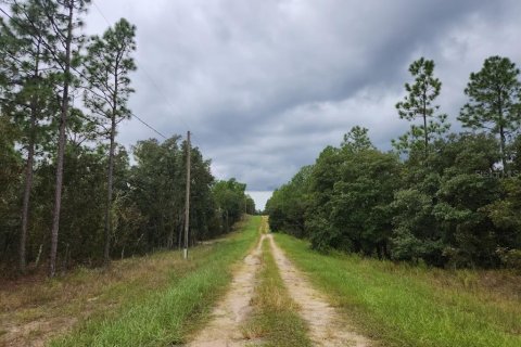 Terrain à vendre à Dunnellon, Floride № 1382755 - photo 4