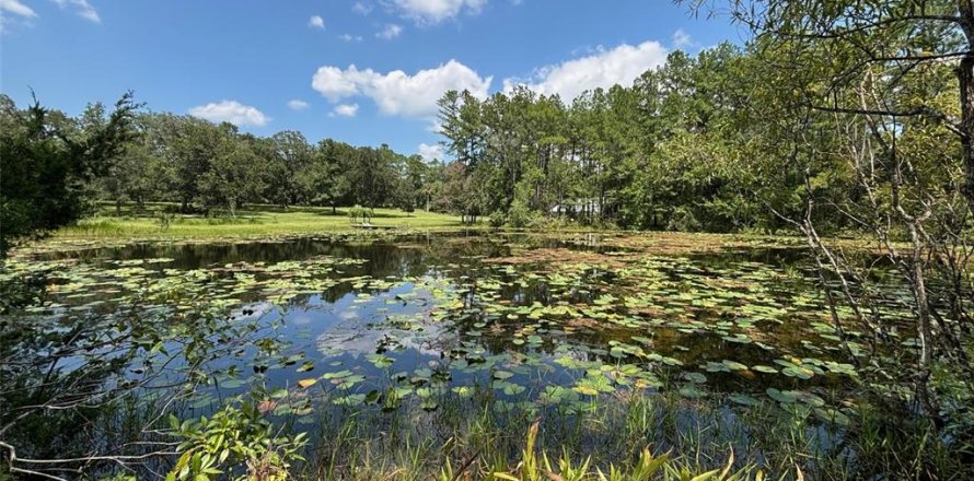 Terreno en Earleton, Florida № 1325050