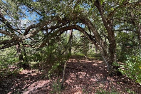 Terreno en venta en Earleton, Florida № 1325050 - foto 8